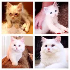 The method that seems least painful (for the. Rescued Kitten Found With Matted Dirty Fur Grows Up Into A Majestically Beautiful Long Haired Cat