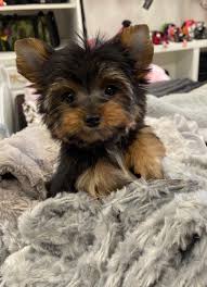 Teacup yorkies with babydoll faces, the very rare and beautiful chocolate teacup yorkies, piebald parti. Valentino Micro Teacup Yorkie Love My Puppy Boca Raton
