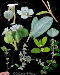 Image result for Euphorbia indica