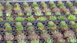 Cactus has many ways to propagate and one of the exciting ways is to grow from seed. Growing Succulents From Seed Mountain Crest Gardens
