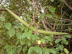 Image result for Strophanthus bequaertii