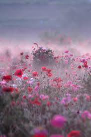 Epingle Par Claira Sur Photography Avec Images Fleurs Champ De Fleurs Fleurs Sauvages
