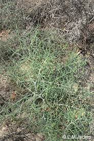 Image result for Salsola kali