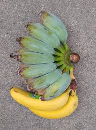 Blue java bananas are a delicious type of banana that have an amazingly creamy, dense texture that resembles ice cream. Growing Bananas In Southern California Greg Alder S Yard Posts Southern California Food Gardening