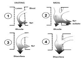 Image result for Thomandersia butayei