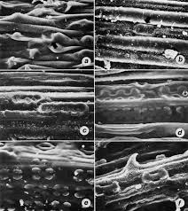 Image result for Elytrophorus globularis