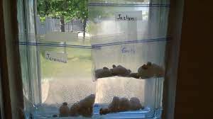 How to sprout seeds from a bag of cannabis. Grow Seeds In The Window With Plastic Bag Cotton Balls Seeds And Some Water Growing Seeds Cotton Balls Growing