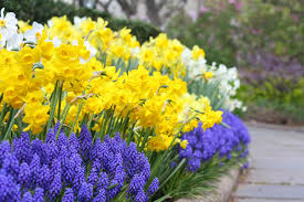 Nyc Central Park Conservancy Garden Daffodils Flower Bed Blooming Spring Bulbs Garden Daffodil Gardening Flower Landscape