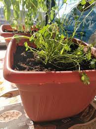 Once the seeds have germinated, i remove them from the heat mat, and put them under the grow light. Should I Separate The Cilantro Plant Stalks I Bought A Plant From Walmart Gardening Landscaping Stack Exchange