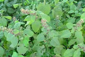 Image result for Mesosphaerum