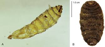 Image result for cuterebriasis in dogs