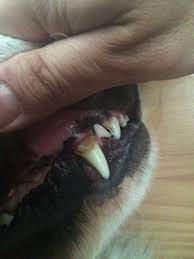 zahnstein beim hund entfernen hunde zahnstein hund zahne hund