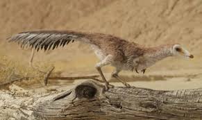 Image result for Monotes magnificus