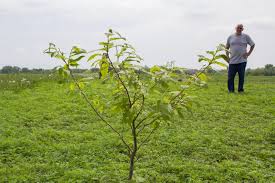 The nomenclature nonsense does not stop there with several common names for the mallow family member: Conservation Benefits From Fruit Nut Trees Are Tops But There S Money In Them Too Harvest Public Media
