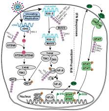 A honeywell alarm system component such as a wireless smoke and carbon monoxide detector gives you peace of mind knowing your family is protected from the risk of co. Ijms Free Full Text Specificity In Ubiquitination Triggered By Virus Infection Html
