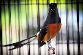 Beberapa ciri fisik yang menunjukan burung murai batu anda mengalami drop mental. Ini Penyebab Burung Murai Batu Tidak Berkicau Nuansa Baru