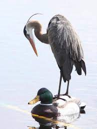 How to keep herons away from pond without using netting. Predator Prevention On Garden Ponds Small Fish Ponds Garden Ponds Koi Pond