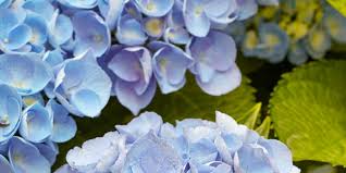 Check spelling or type a new query. Best Blue Flowers For Your Garden Better Homes Gardens