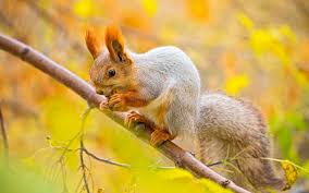 Aprons for every obsession, designed and sold by independent artists. Squirrel Wallpapers Top Free Squirrel Backgrounds Wallpaperaccess