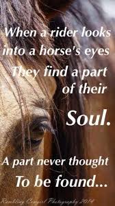 When I Look Into The Eyes Of An Animal Horses Eyes Quotes Look Into A Horses Eyes Via Dana Gartmann Inspirational Horse Quotes Horse Riding Quotes Equine Quotes