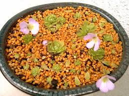 やっぱここがエエねん 食虫植物 Livedoor Blog ブログ