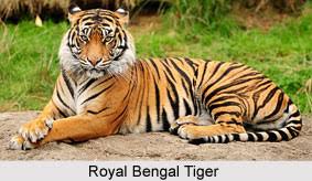 Image result for national symbols