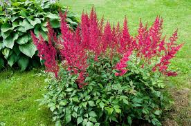 When and how to plant the astilbe flower. 8 Different Types Of Astilbe Flowers Home Stratosphere