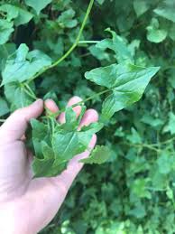 Image result for Rumex sagittatus