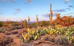 Las plantas del desierto son únicas, pues están preparadas para sobrevivir con muy poca agua y a alta temperaturas. Paisaje En El Desierto De Sonora Mexico Cactus Y Nopales Desert Free Photos Desierto De Sonora Paisaje De Desierto Paisajes