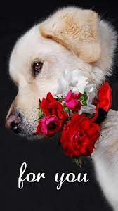 Download For You Wallpaper By Perfumevanilla A2 Free On Zedge Now Browse Millions Of Popular For Wallpapers And Rin Cute Dogs Beautiful Dogs Cute Animals