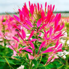 You can also introduce color and interest with a mass planting of cleome flowers. Cleome Seeds Cherry Queen Flower Seeds In Packets Bulk Eden Brothers