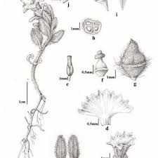 Image result for Euploca katangensis