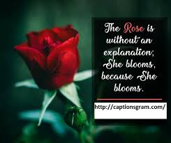 This is a superb red rose for the garden if you want to grows lots of rose bushes together in the garden to make a big display. Top 50 Red Rose Caption For Instagram