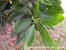 Image result for Acacia mangium