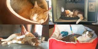 Wondering why milwaukee and then why are you asking for a milwaukee coffee maker? The Catnap Coziness Of All The Cats At The New Sip Purr Cat Cafe Ranked
