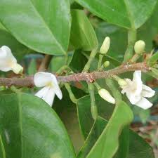 Image result for Oubanguia africana