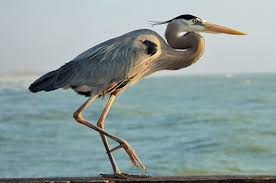 Bird With Blue Feet And Beak How Bird Feet Work Birds And Blooms Bird Heron Common Birds