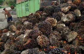 Harga ini adalah acuan untuk harga buyback dan harga jual perhiasan di toko emas terdekat anda. Harga Tbs Kelapa Sawit Riau Naik Lagi Minggu Ini Sentuh Rp 1 376 61 Per Kg Riau1 Com