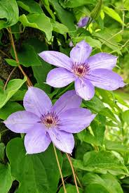 Mature clematis delivered to your door. Blooming Clematis At My Farm The Martha Stewart Blog