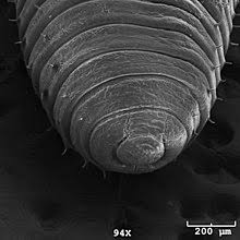 This video will go over everything you need to know to get started, basic facts about these. Dendrobaena Veneta Wikipedia