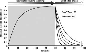 51 ° 26'17 n 0 ° 07'38 w ﻿ / ﻿ 51,438 ° n 0,1271 ° w﻿ / 51,438; Dynamics Of Protein Turnover A Missing Dimension In Proteomics Molecular Cellular Proteomics