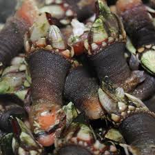 ¿tienes una hora para cocinar una comida para gordon ramsey. Busco Por El Termino Cocer Percebes Blog