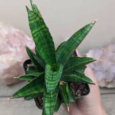 Image result for Sansevieria pearsonii