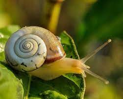 Backyard Poison The Danger Of Snail And Slug Bait To Dogs Snail Aquarium Snails Snail Shell