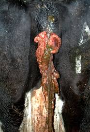 Image result for Q Fever