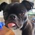 All you need to know about the Bugg, the Boston Terrier ...