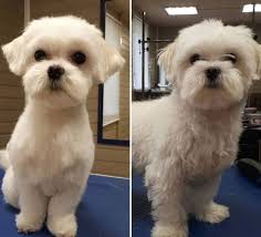Grooming of a shih tzu mix should include regular brushing and bathing, along with wiping the face several times a day to keep it clean. Dogs Photography Outfits Hairstyles Dog S Dogs Dogs In 2021 Maltese Dogs Grooming Maltese Haircut Maltese Dogs Haircuts