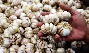 Bawang putih adalah bumbu dapur yang kerap digunakan untuk memasak. Impor Direlaksasi Harga Bawang Putih Dan Bombai Stabil Ekonomi Bisnis Com
