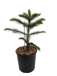 The monkey puzzle tree is said to grow in the united states department of agriculture plant hardiness zones 7 to 10. Monkey Puzzle Tree Araucaria Araucana Chile Pine Gallon Pot Indoors Out Walmart Com Walmart Com