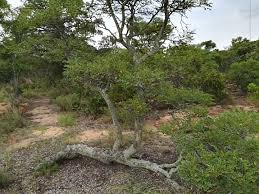 Image result for Burkea